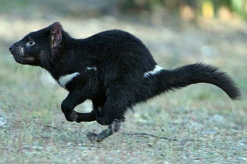 Тасманский дьявол бежит