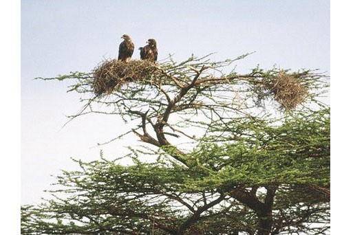 Гнездо со степными орлами