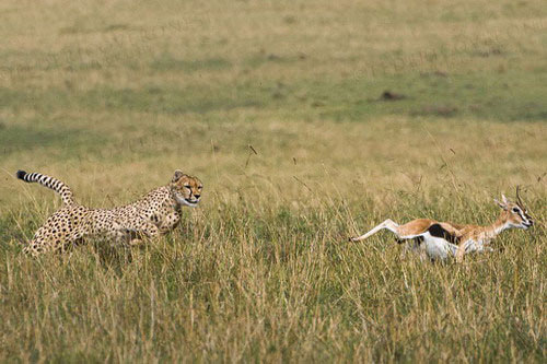 Гепард преследует газель