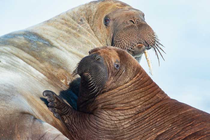Детёныш и самка моржа