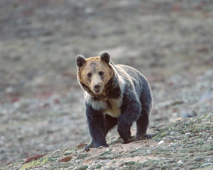 Тибетский бурый медведь - внешний вид