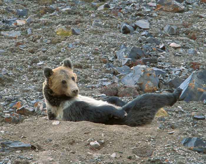 Тибетский бурый медведь среди камней
