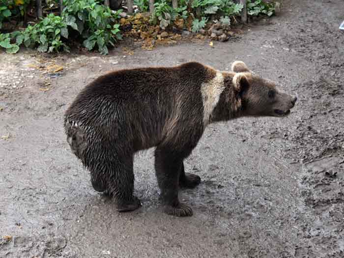 Тибетский бурый медведь в зоопарке