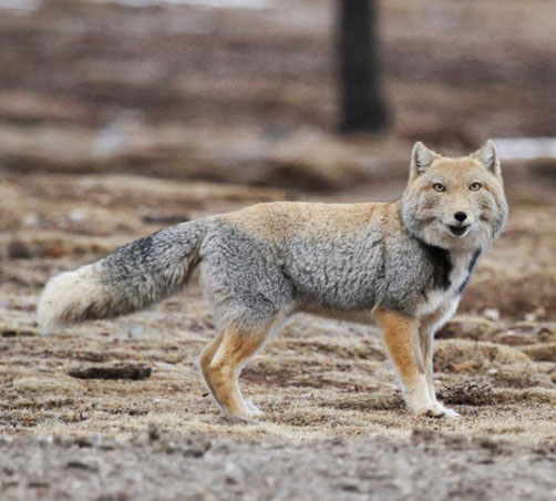 Тибетская лисица - внешний вид