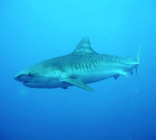 Тигровая акула, фото