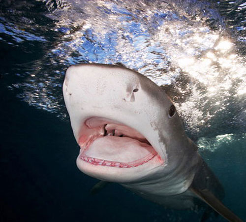 Тигровая акула с открытой пастью