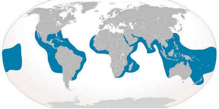 Карта с обитанием тигровой акулы