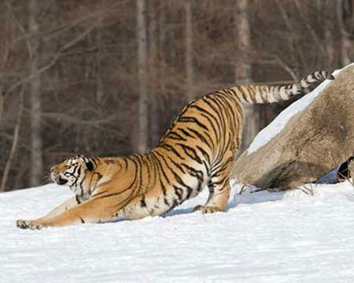 Тигр потягивается