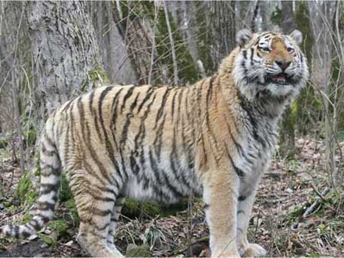 Амурский тигр в тайге