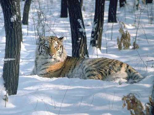 Амурский тигр отдыхает в снегу