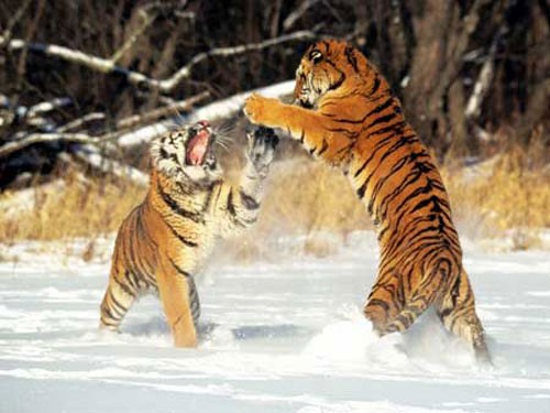 Схватка тигров