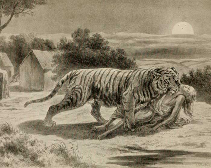 Тигр-людоед напал на человека
