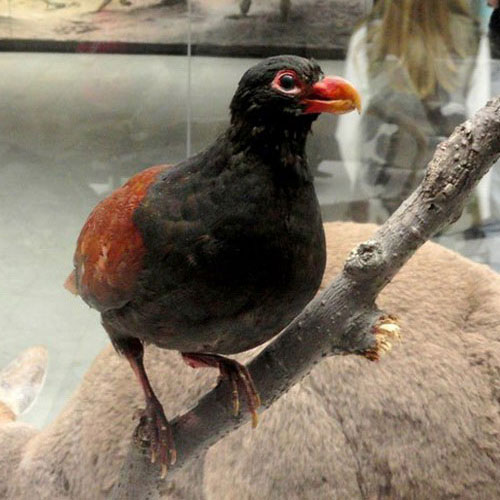Зубчатоклювый голубь в музее