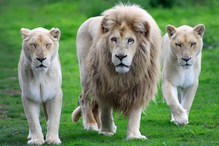 Белые лев и львицы