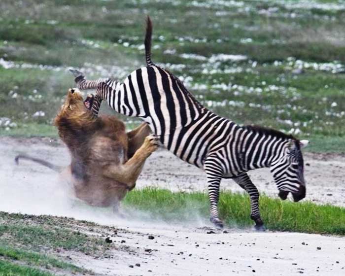 Трансваальский лев охотится на зебру