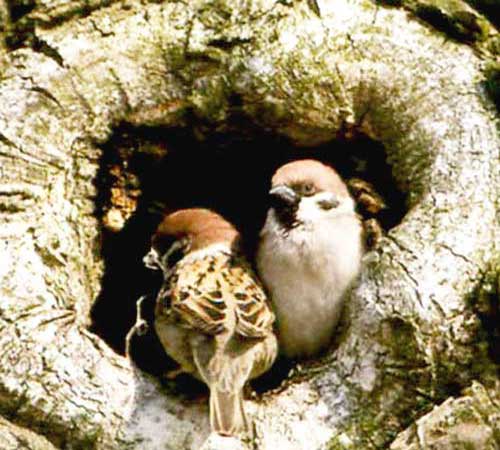 Самец и самка возле гнезда