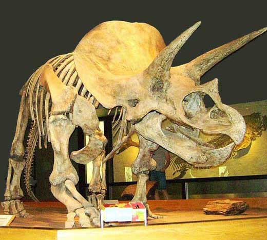 Скелет трицератопса в музее
