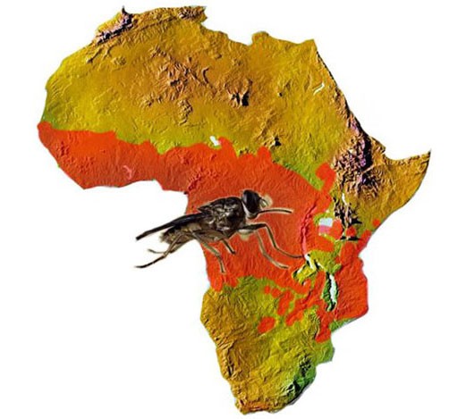 Африка как ареал обитания мухи цеце