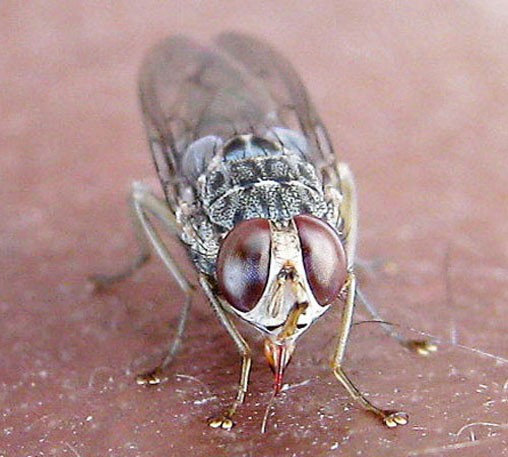 Вид на муху цеце спереди
