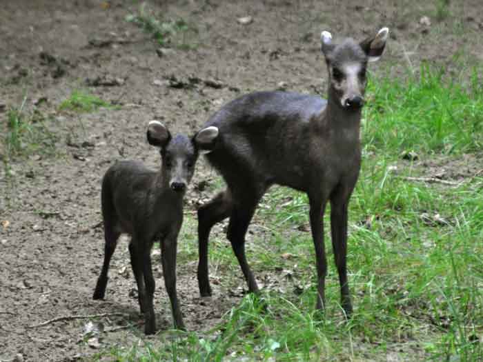 Самка хохлатого оленя и детёныш