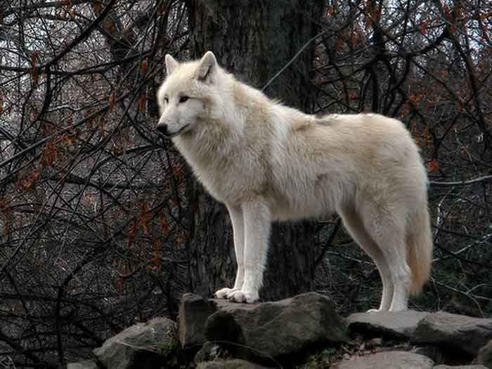 Тундровый волк - внешний вид