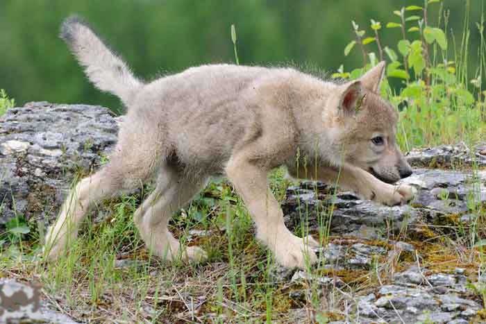 Волчонок тундрового волка