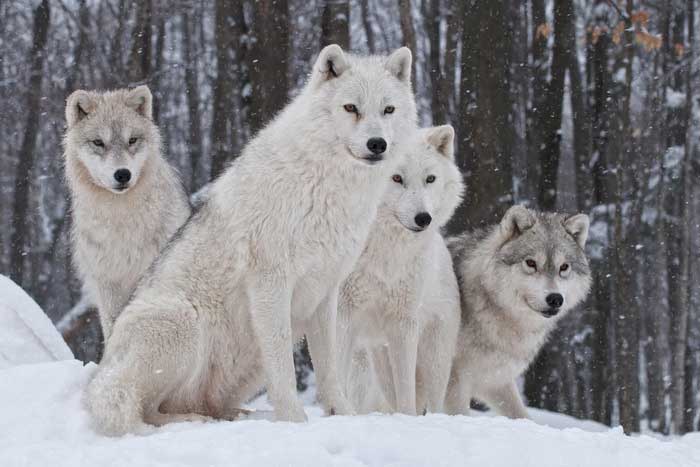 Стая тундровых волков зимой