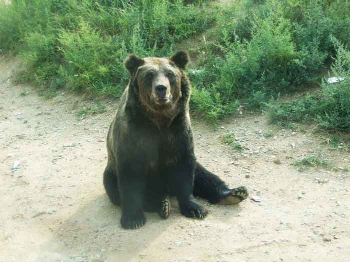 Уссурийский бурый медведь, чёрный гризли