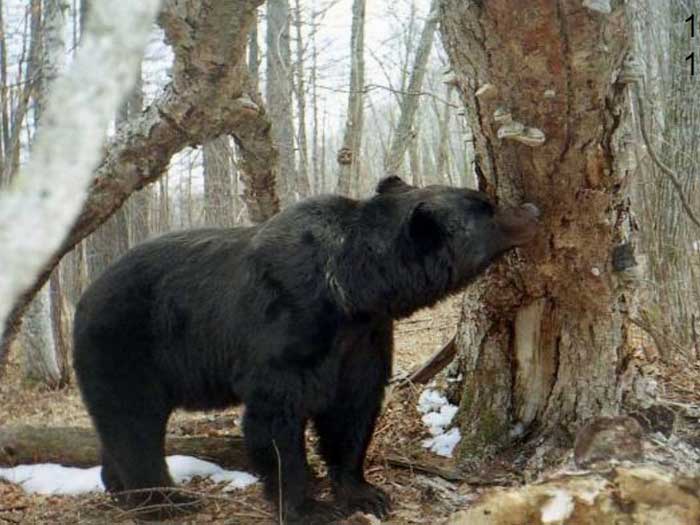 Медведь питается