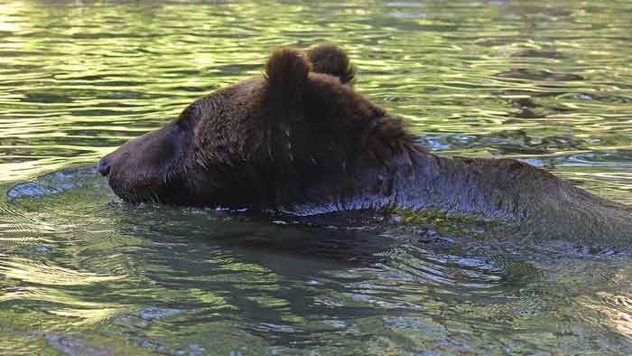 Уссурийский бурый медведь плывёт