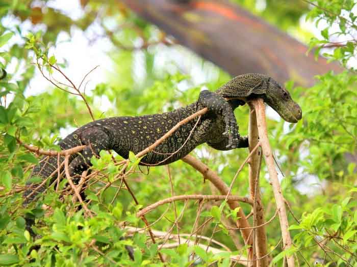 Крокодиловый варан, описание, фото