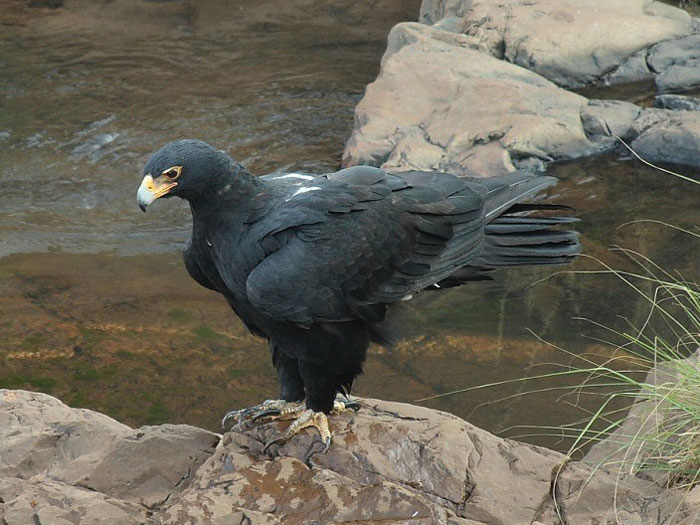 Кафрский орёл, описание, фотографии