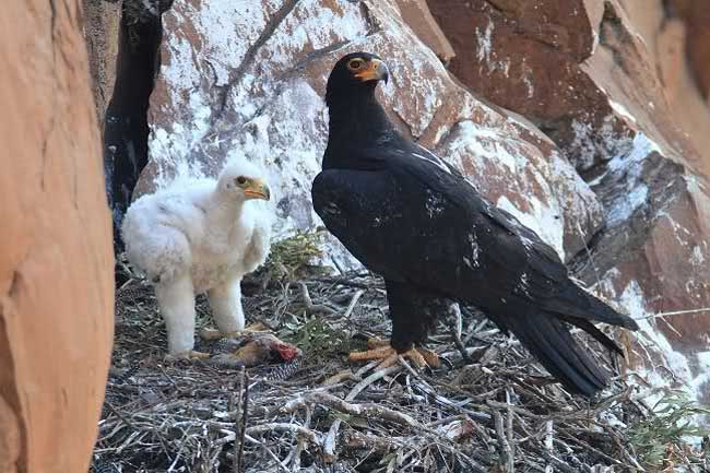 Кафрский орёл с птенцом в гнезде