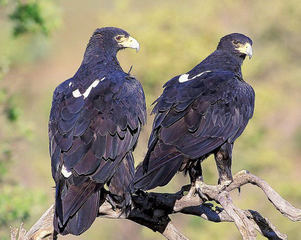 Два кафрских орла