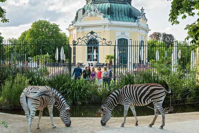 Зебры на территории Венского зоопарка