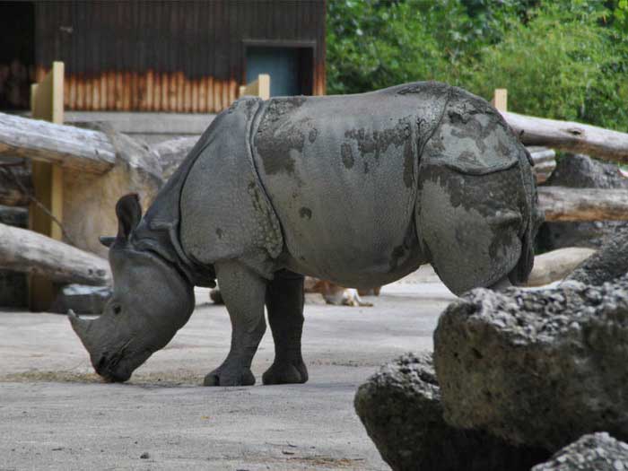 Носорог на территории Венского зоопарка