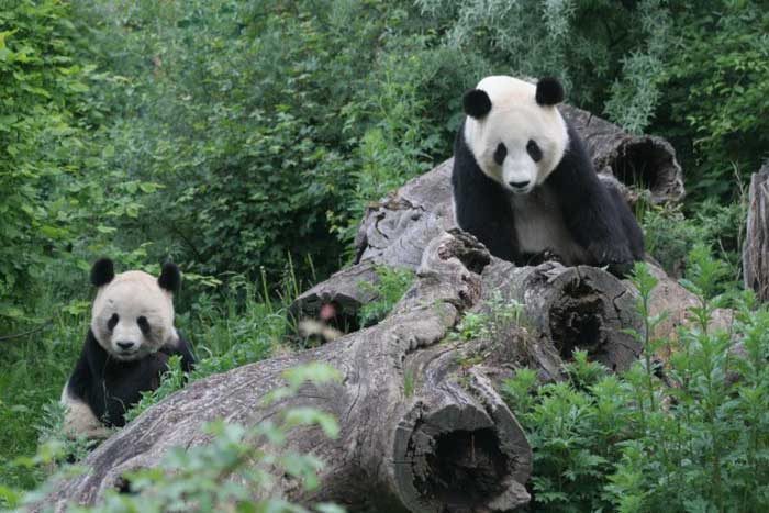 Панды на территории Венского зоопарка