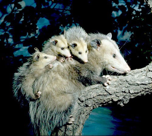Самка с детёнышами на дереве