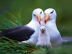 семья альбатросов