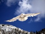 полёт белой совы