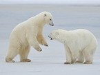 два полярных медведя