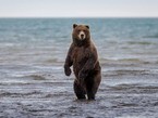 бурый медведь в воде