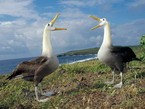 два влюблённых альбатроса