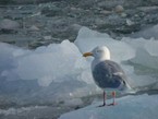 полярная чайка на льду