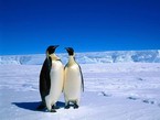 два императорских пингвина
