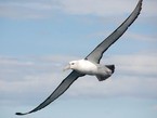 альбатрос парит в небе