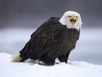 Белоголовый орлан на снегу