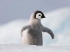 Затерявшийся в снегах пингвинёнок