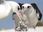 взрослые альбатросы и птенец