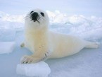 детёныш гренландского тюленя